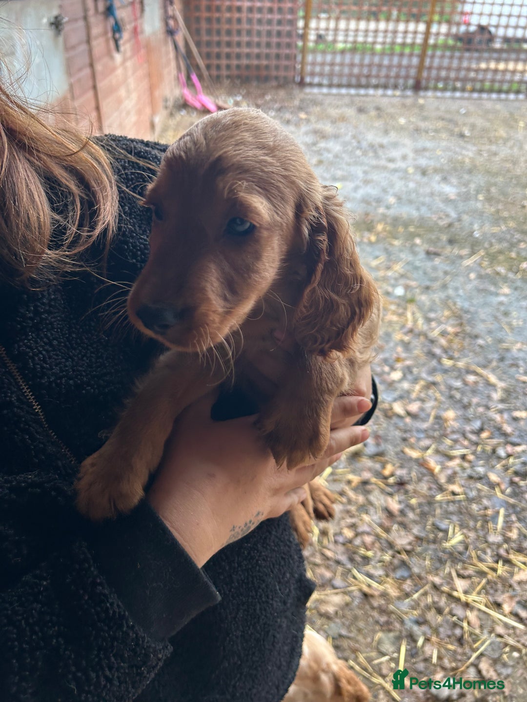 Cocker Spaniel dogs for sale: Beautiful cocker spaniel puppies❤️ - Image 3