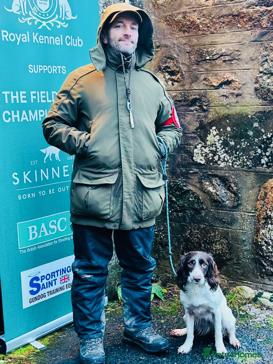 English Springer Spaniel dogs for sale: Quality pup available  - Advert 2
