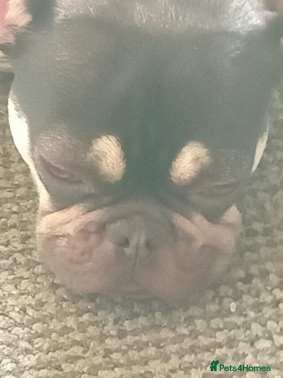 French Bulldog dogs Girl fench bulldog - Advert 12