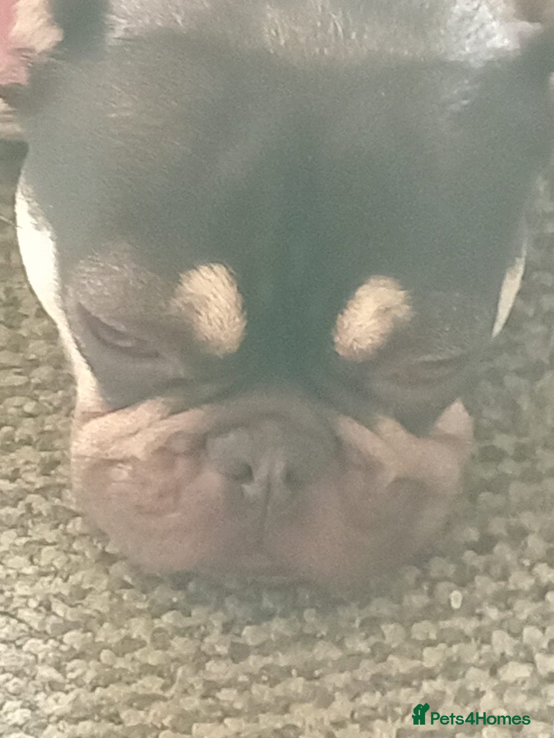 French Bulldog dogs for sale: Girl fench bulldog - Advert 1