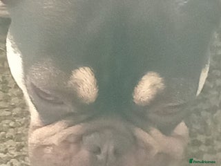 French Bulldog dogs Girl fench bulldog - Advert 6