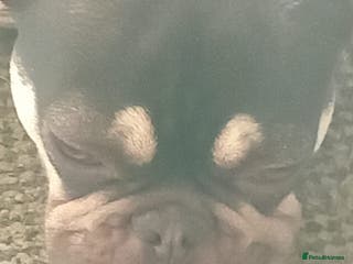 French Bulldog dogs Girl fench bulldog - Advert 19