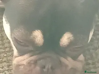 French Bulldog dogs Girl fench bulldog - Advert 4