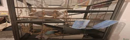 Rat rodents for sale: (with cage) 2 FEMALE RATS in Bolton - Advert 9