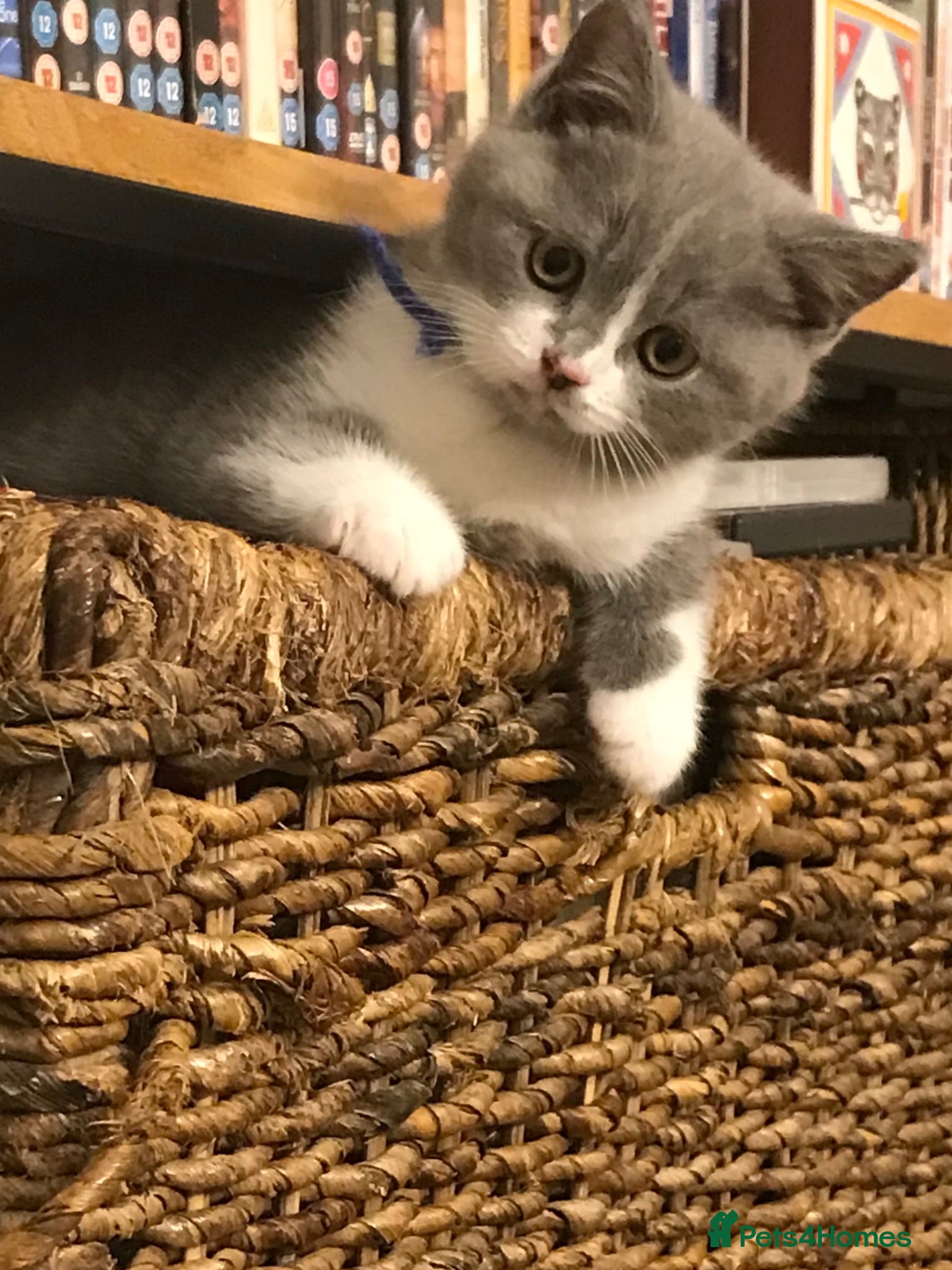 British Shorthair cats GCCF Blue and Bicolour Kittens  - Advert 2