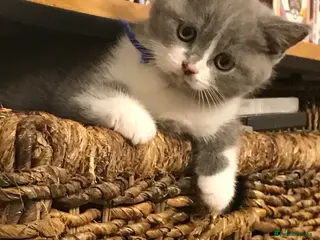British Shorthair cats GCCF Blue and Bicolour Kittens - Advert 2