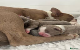 Boston Terrier dogs for sale: Stunning KC registered litter - Image 4