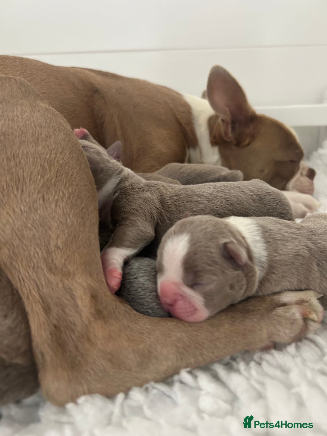Boston Terrier dogs for sale: Stunning KC registered litter - Image 4