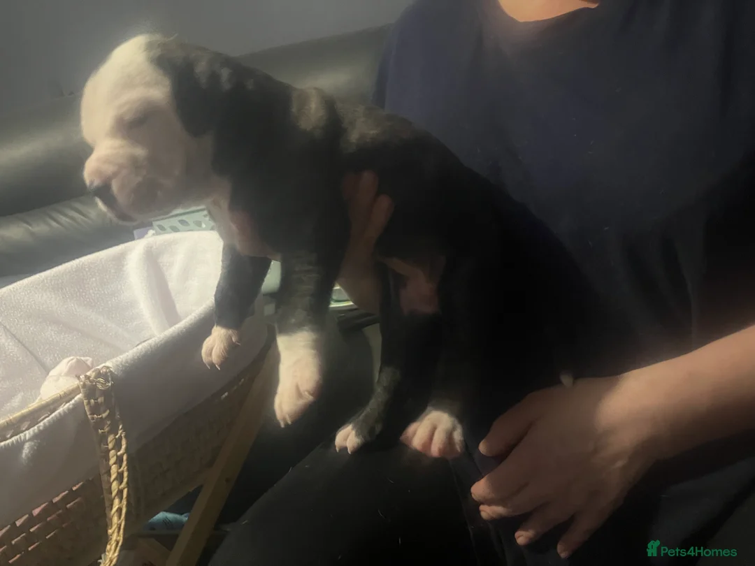 American Bulldog dogs for sale: American bulldog puppies  - Advert 5
