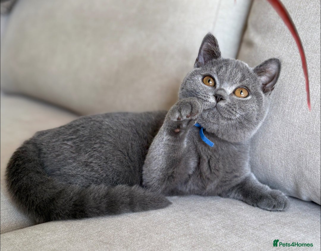 British Shorthair cats for sale: Beautiful boy  - Image 5