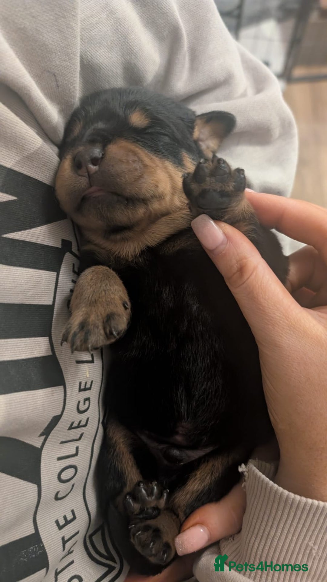 Rottweiler dogs for sale: Purebred Rottweiler Puppy – Ready for Loving Home - Advert 16