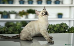 Bengal cats for sale: Ready Now TICA Champion Bengals - Image 5