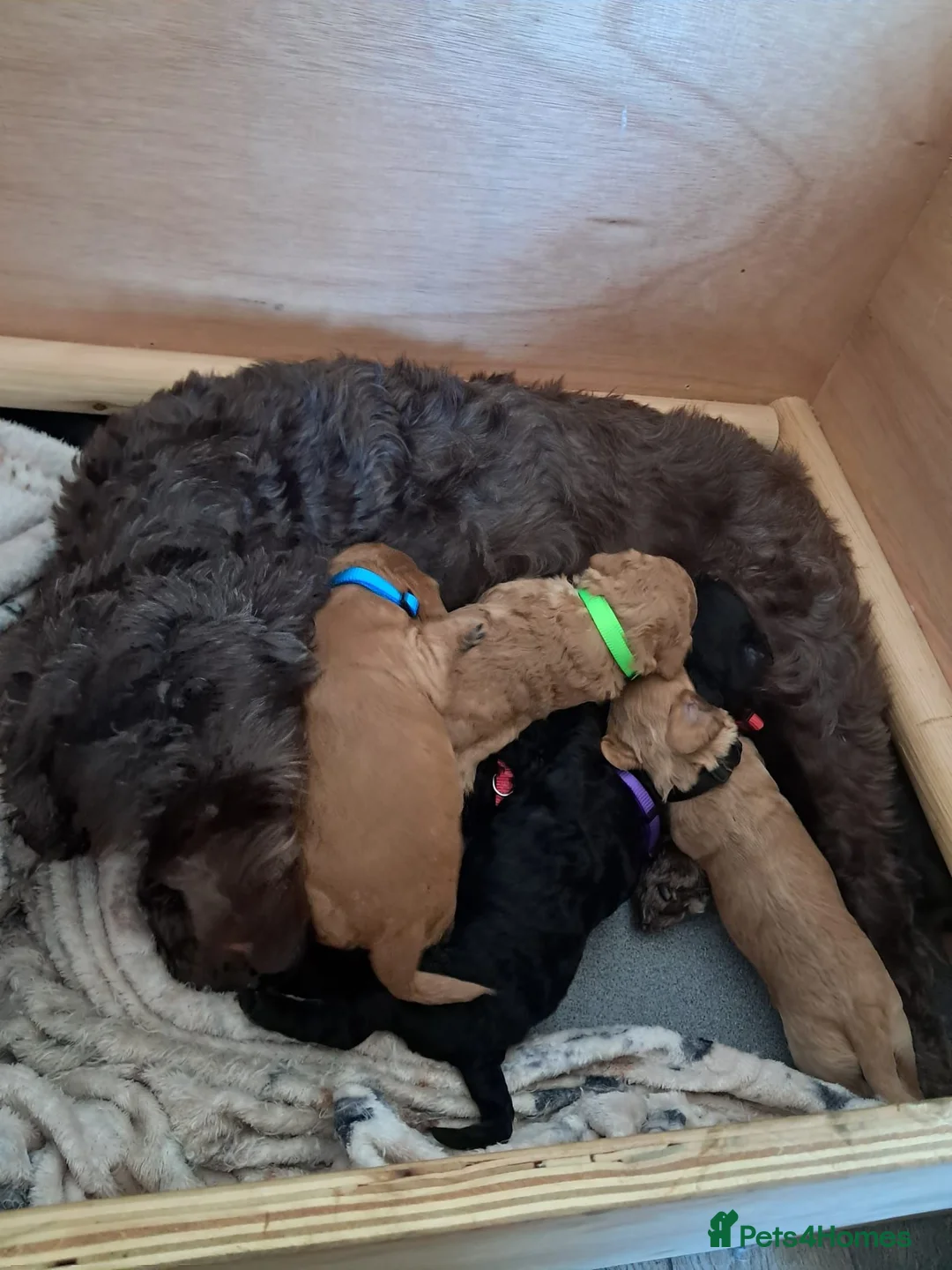 Cockapoo dogs for sale: 6 adorable Cockerpoo pups  - Advert 13
