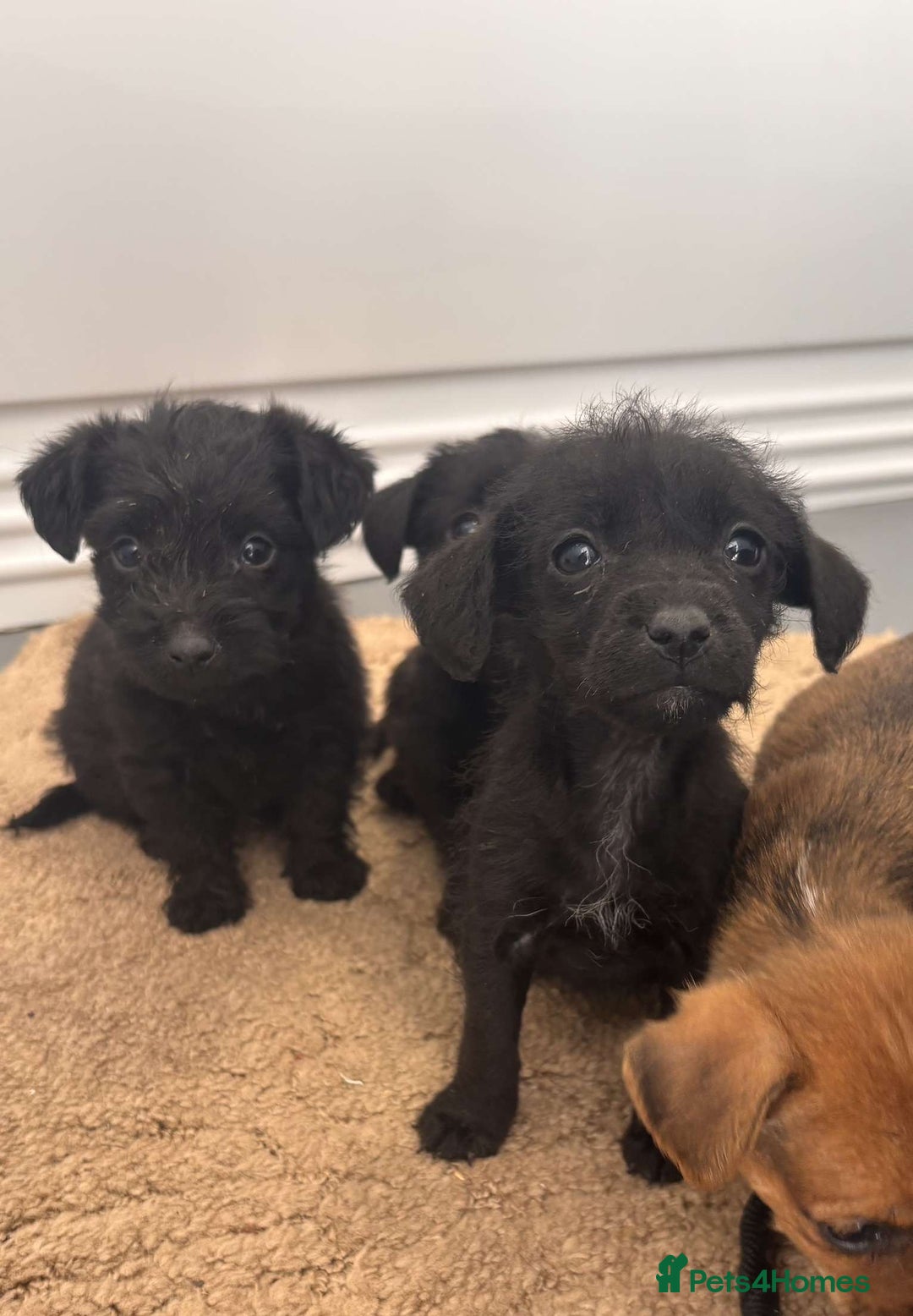 Jack Russell dogs for sale: Jackrussell puppies for sale - Image 6
