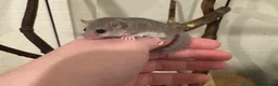 Mixed Breed rodents for sale: African Pygmy Doormice for sale  in Oldham - Advert 2