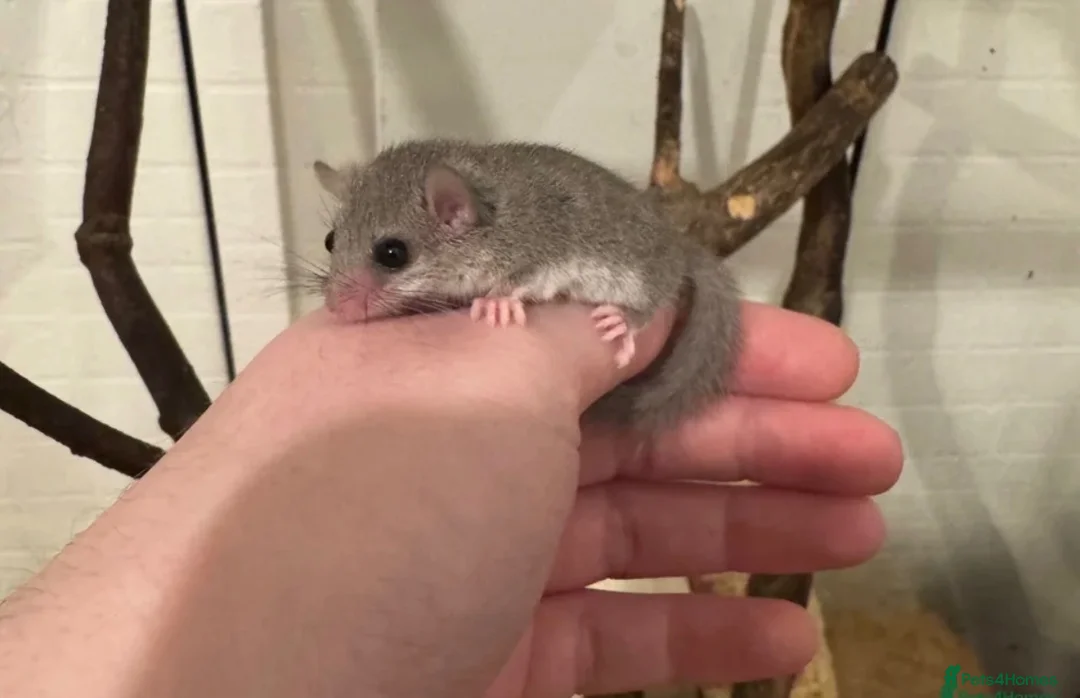 Mixed Breed rodents for sale: African Pygmy Doormice for sale  in Oldham - Advert 2