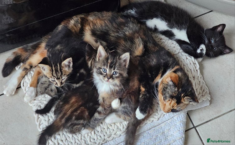 Mixed Breed cats - Advert 2