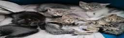 Mixed Breed cats for sale: Adorable kittens  - 8 weeks old - various colours in Chertsey - Advert 19