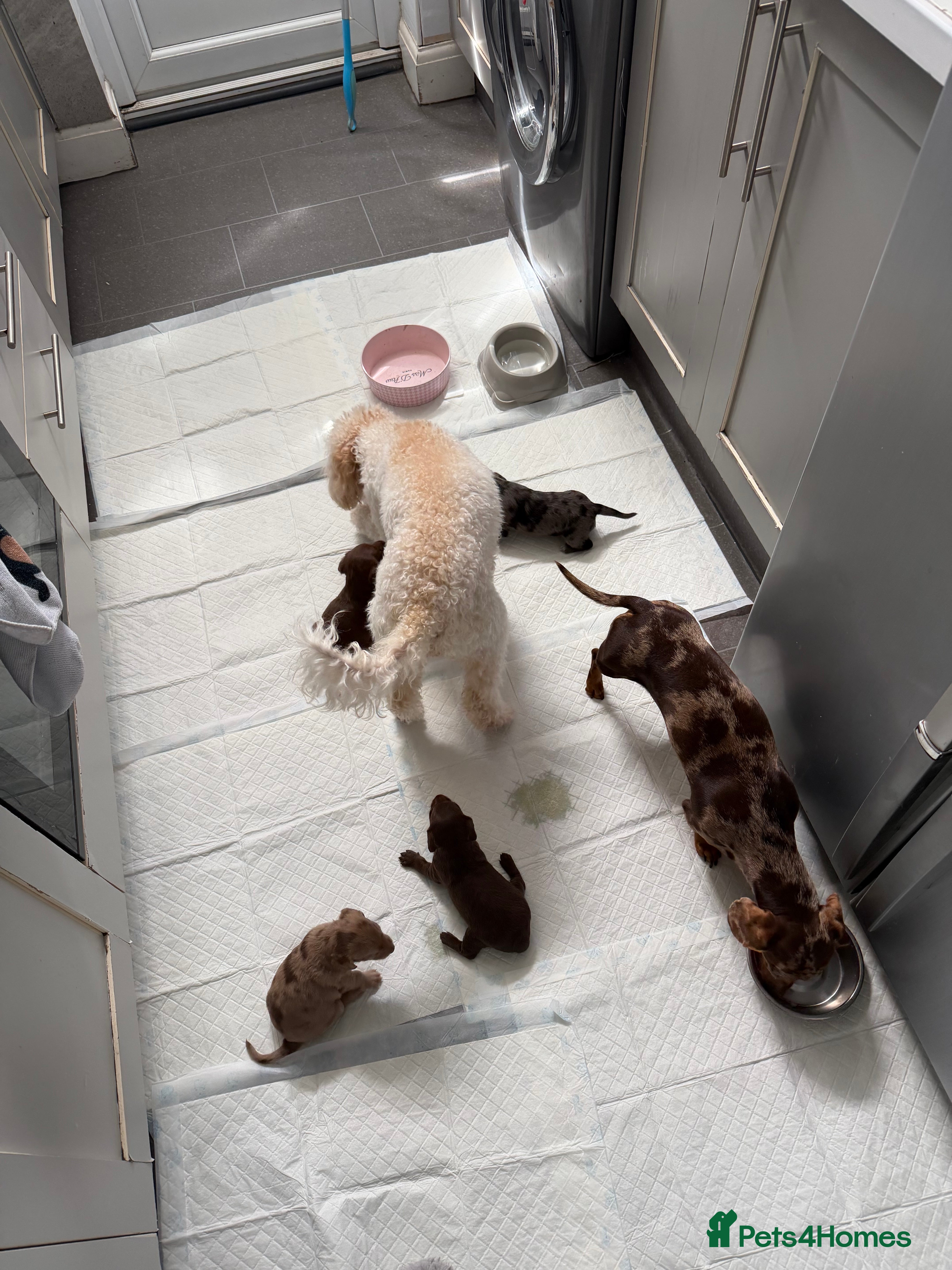 Mixed Breed dogs Miniature doxipoos for sale  - Advert 1