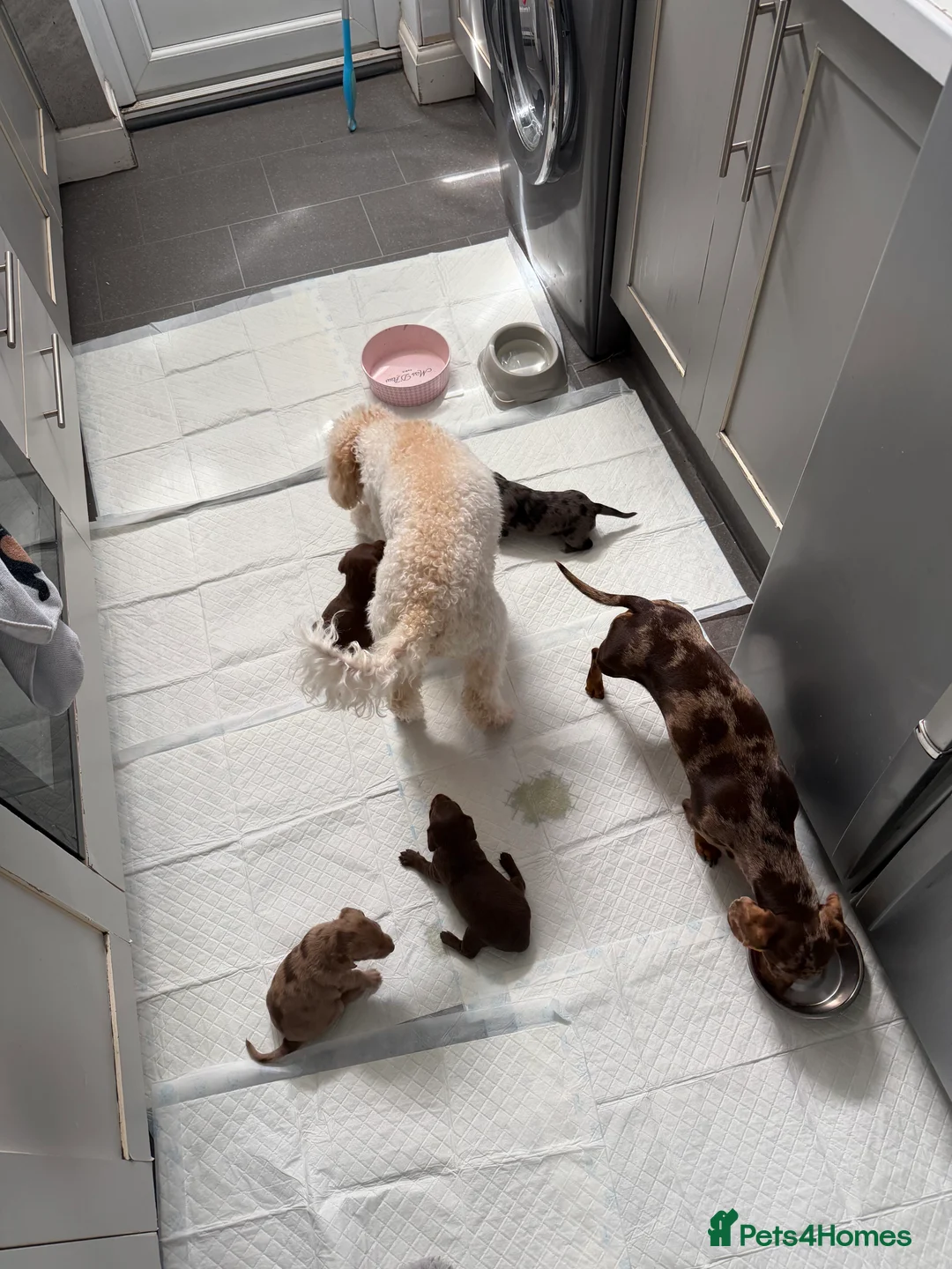 Mixed Breed dogs for sale: Miniature doxipoos for sale  - Advert 1