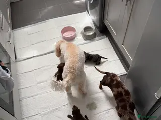 Mixed Breed dogs Miniature doxipoos for sale - Advert 14