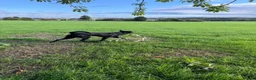 Belgian Shepherd Dog dogs for sale: Belgian mallinois  in Sheffield - Advert 2