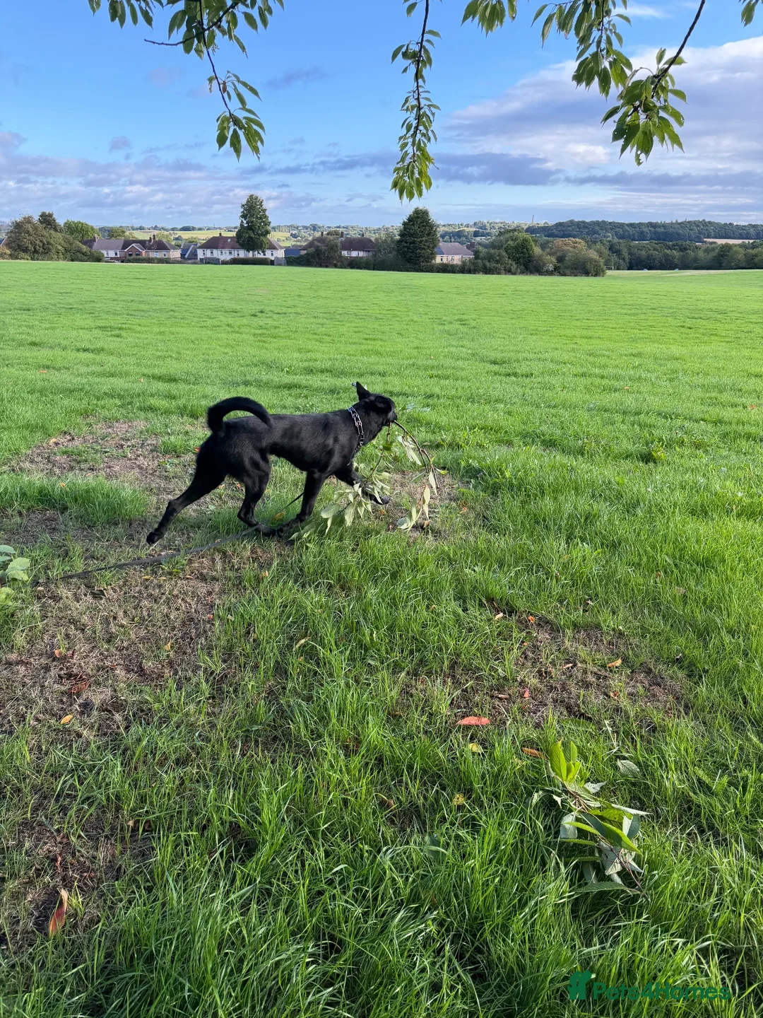 Belgian Shepherd Dog dogs for sale: Belgian mallinois  in Sheffield - Advert 2