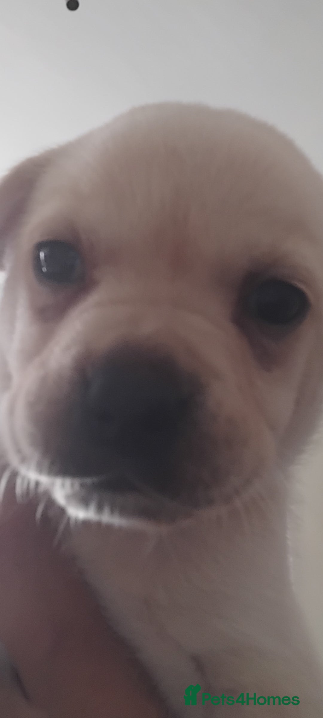 Mixed Breed dogs for sale: Labrador cross french bulldog puppies - Image 1