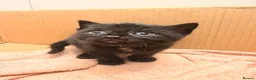 British Longhair cats for sale:  2 BEAUTIFUL FLUFFY BLACK KITTENS FOR SALE  in Norwich - Advert 3