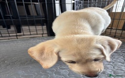 Labrador Retriever dogs for sale: KC Registered+Health checked Labrador puppies! in Rotherham - Image 6