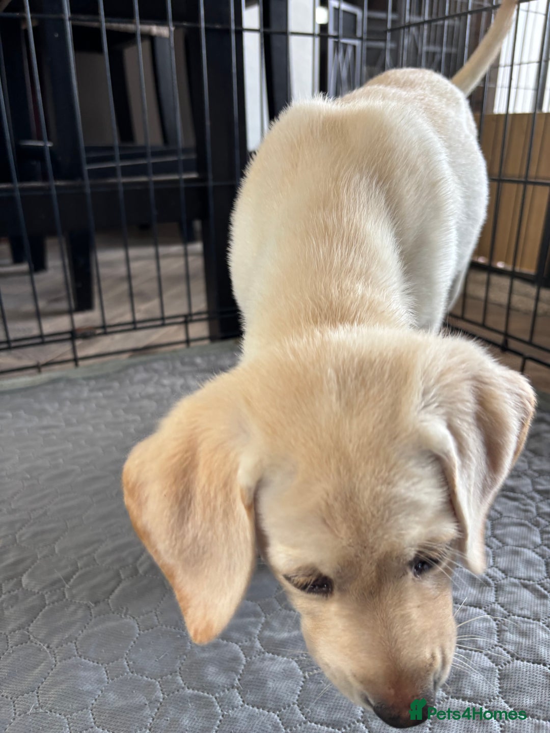 Labrador Retriever dogs for sale: KC Registered+Health checked Labrador puppies! in Rotherham - Image 6
