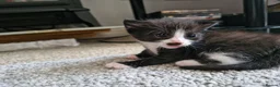 Mixed Breed cats for sale: Sweet kittens in Guildford - Advert 6
