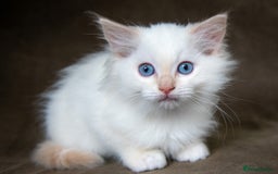 Ragdoll cats for sale: Stunning Ragdoll Kittens - Image 3