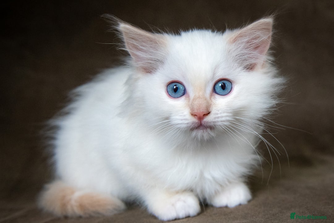 Ragdoll cats for sale: Stunning Ragdoll Kittens - Image 3