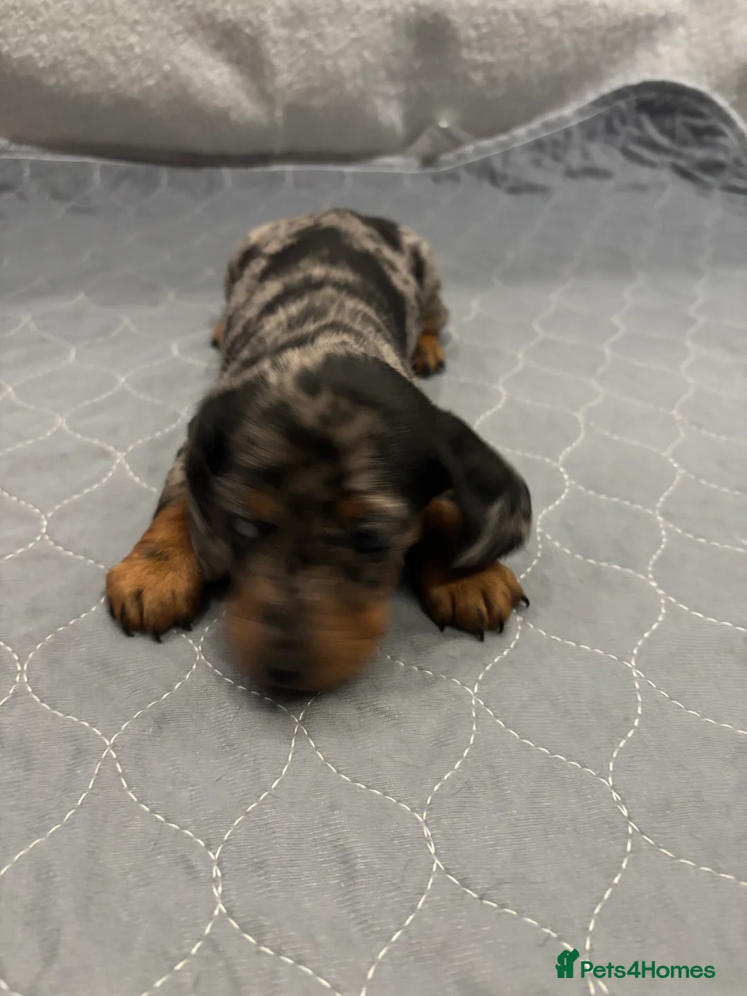 Dachshund dogs for sale: Miniature dashhound  - Advert 19