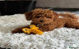 Miniature Poodle dogs for sale: Beautiful Fox Red Toy Poodle Puppy - Image 2