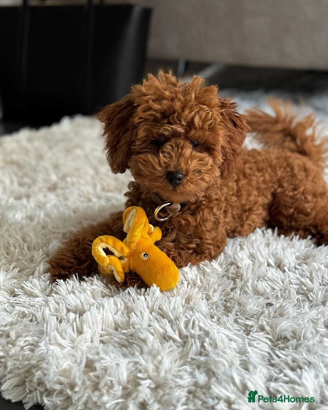 Miniature Poodle dogs for sale: Beautiful Fox Red Toy Poodle Puppy - Image 2