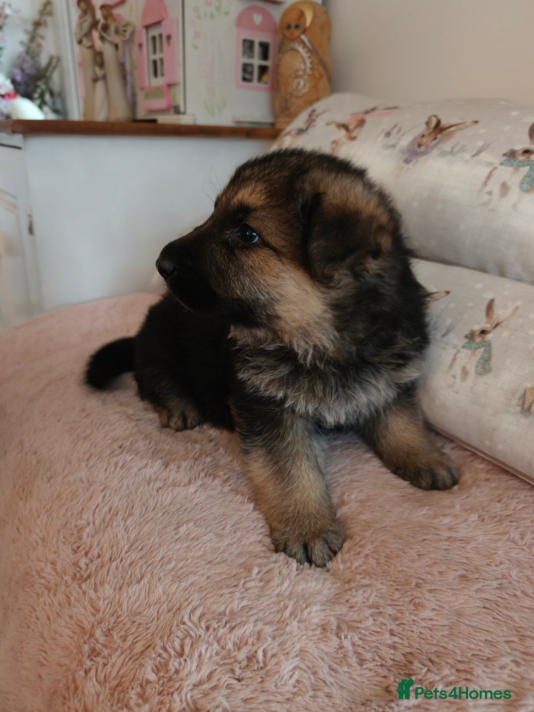 German Shepherd dogs for sale: German Shepherd Puppies - Advert 4