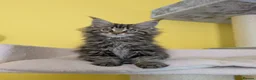Maine Coon cats for sale: TICA Registered Maine Coon Kittens  - Advert 14