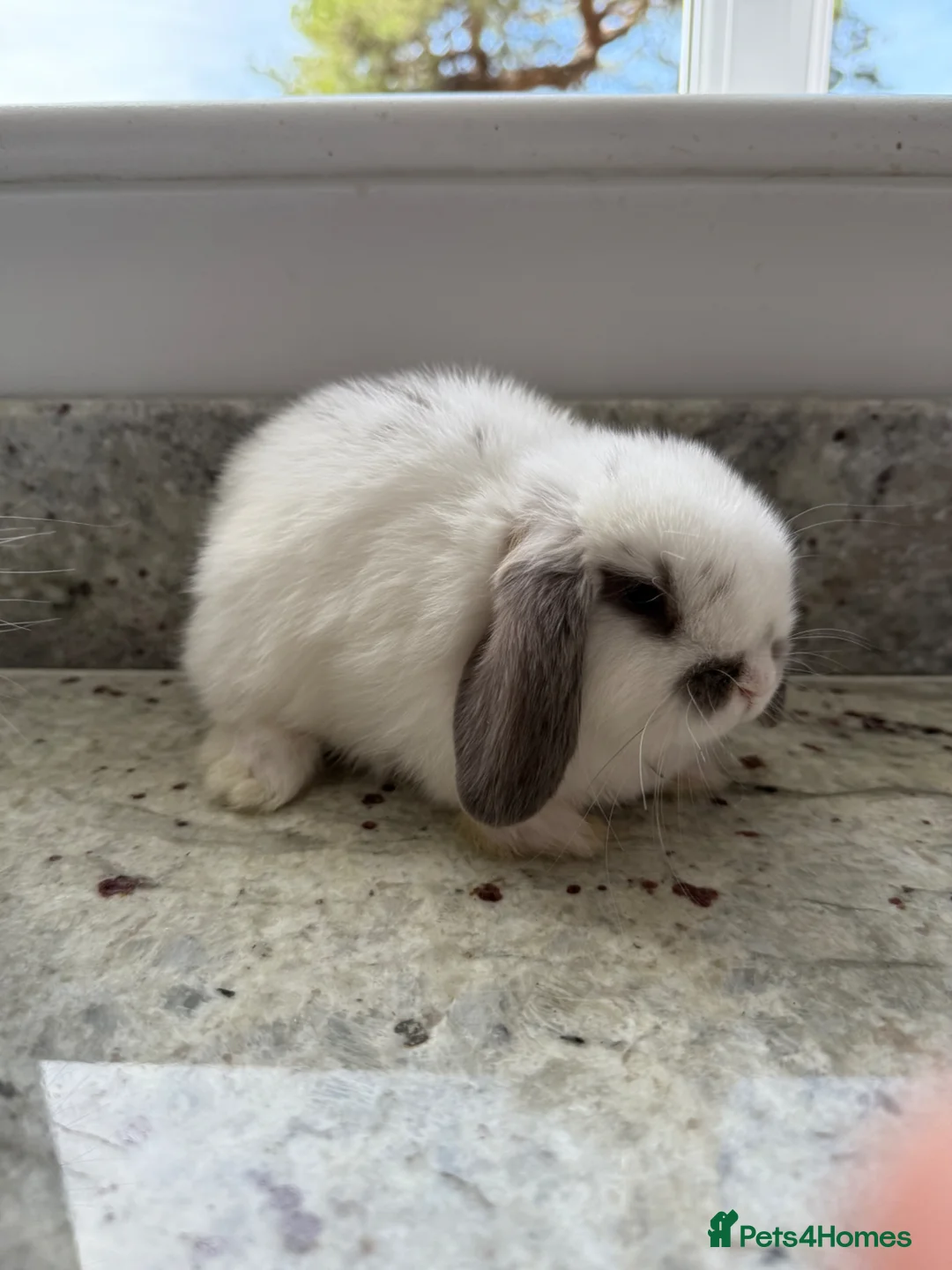 Mini Lop rabbits for sale: Beautiful mini lops - Advert 2