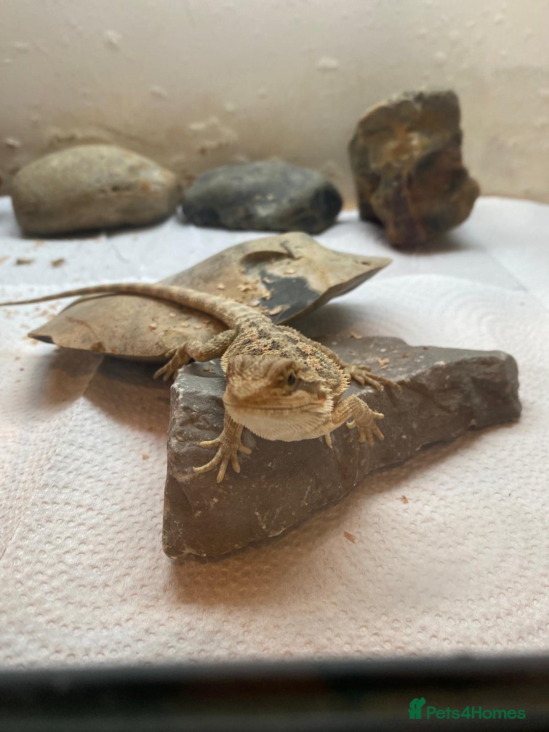 Bearded Dragon reptiles for sale: Baby Bearded dragons - Image 2