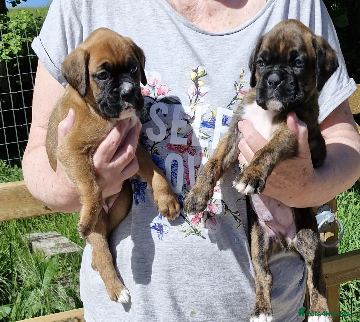 Boxer dogs GORGEOUS KC PUPPIES  - Advert 10