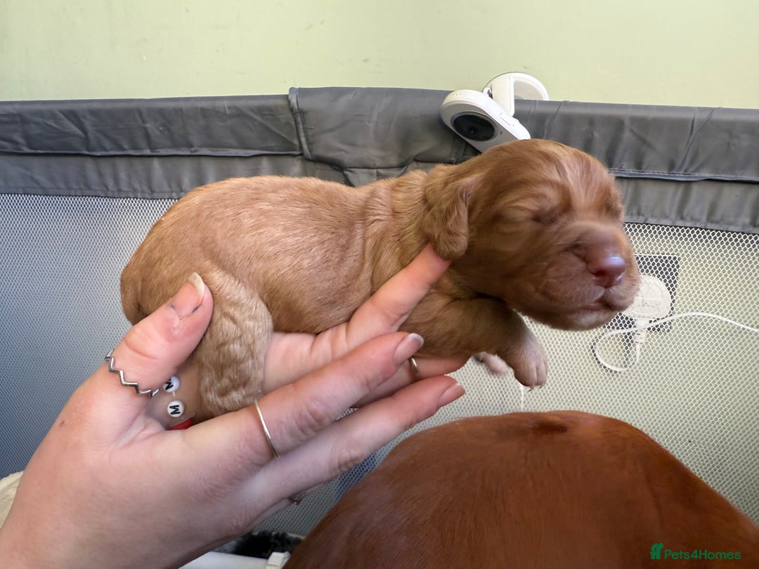 Cocker Spaniel dogs for sale: cocker spaniel puppy's - Advert 10