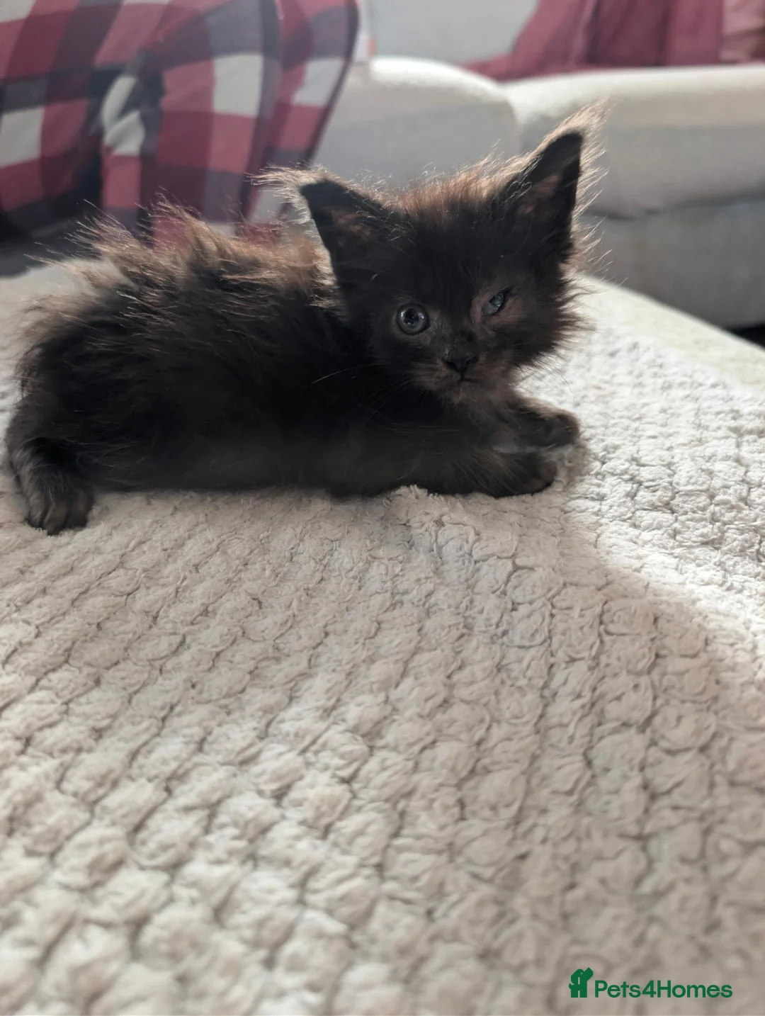 Maine Coon cats for sale: Maine coon - Advert 14