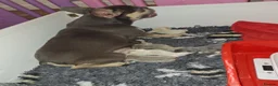 French Bulldog dogs for sale: Beautiful quality pups - Advert 4