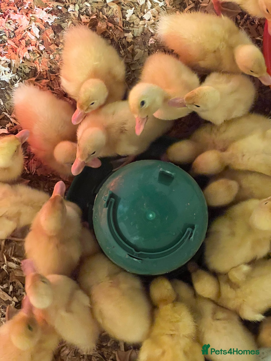 Ducks poultry for sale: Ducklings - Cherry Valley day olds  - Advert 1