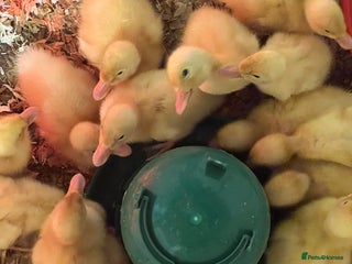 Ducks poultry - Advert 30