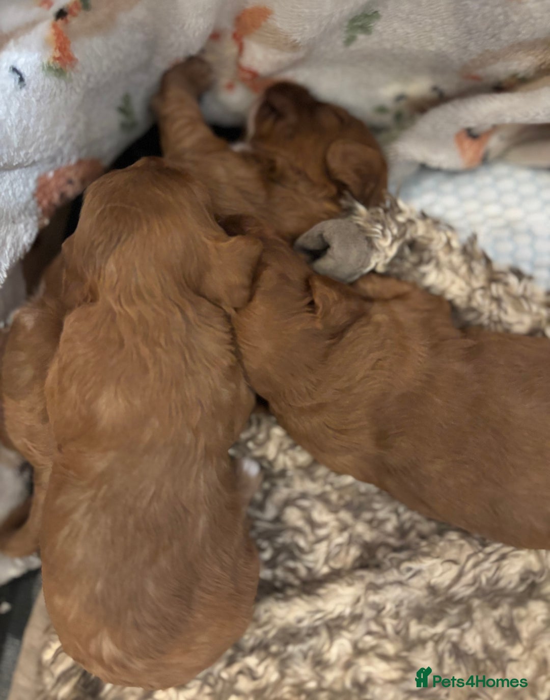 Cavapoo dogs for sale: Cavapoo Pups  - Image 11