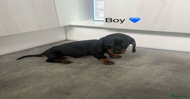 Miniature Dachshund dogs - Advert 2