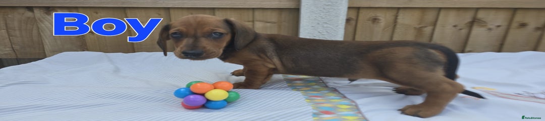 Dachshund Puppy 1